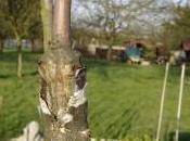 greffes fente écusson