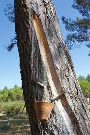 Le choix des greffes de la fente Le choix des greffes de la fente