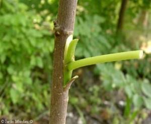 La greffe pour l’écusson
