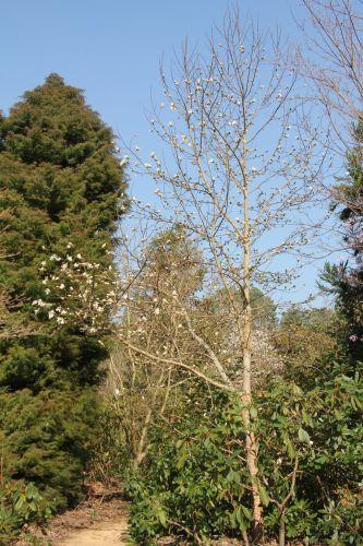 1 kobus gb 25 mars 2012 100.jpg