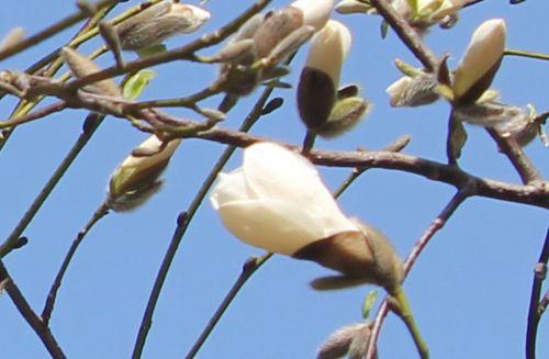 4 magnolia kobus b gb 25 mars 2012 096 (1).jpg