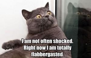 shocked_lol_cat Humour sarcastique de community manager