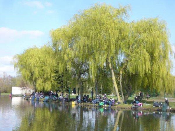 Au pied de mon arbre, je pêchais heureux !