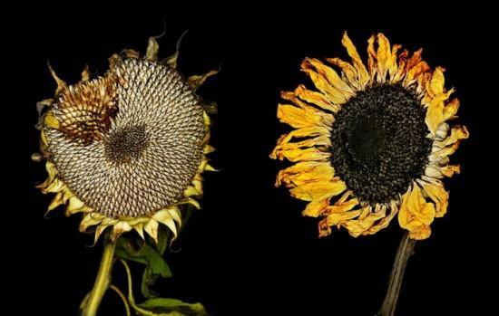 Photographies : Kevin Twomey