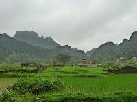 Des chèvres et une pigeonne à Ninh binh