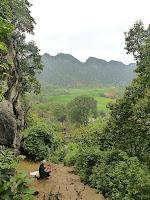 Des chèvres et une pigeonne à Ninh binh