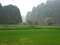 Des chèvres et une pigeonne à Ninh binh