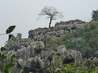 Des chèvres et une pigeonne à Ninh binh