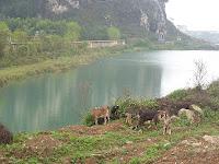 Des chèvres et une pigeonne à Ninh binh