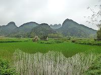 Des chèvres et une pigeonne à Ninh binh