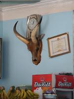 Des chèvres et une pigeonne à Ninh binh