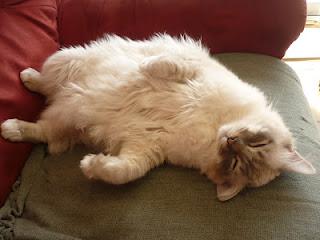 [ Blabla ] Mon petit amour de Chat