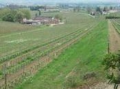 Primeurs 2011 introduction