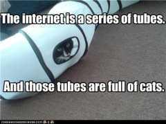 internet, cats