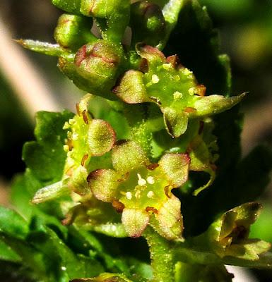 Frêne et Groseilliers