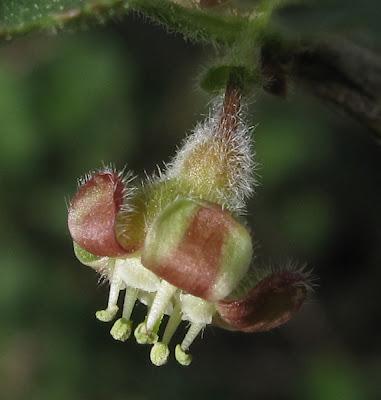 Frêne et Groseilliers