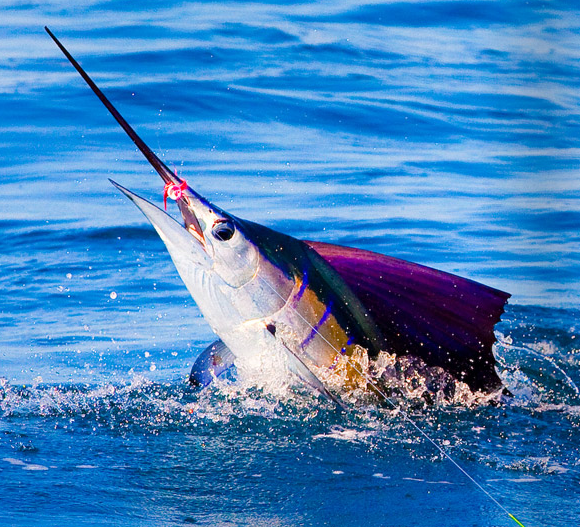 Le Mouching, Flyfishing, Pêche à la mouche, This is Fly