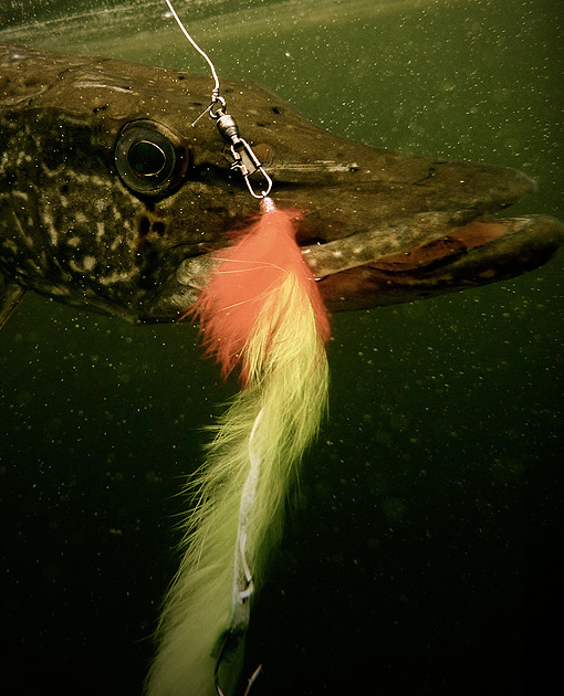 Le Mouching, Flyfishing, Pêche à la mouche, This is Fly