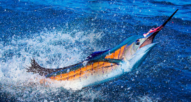 Le Mouching, Flyfishing, Pêche à la mouche, This is Fly