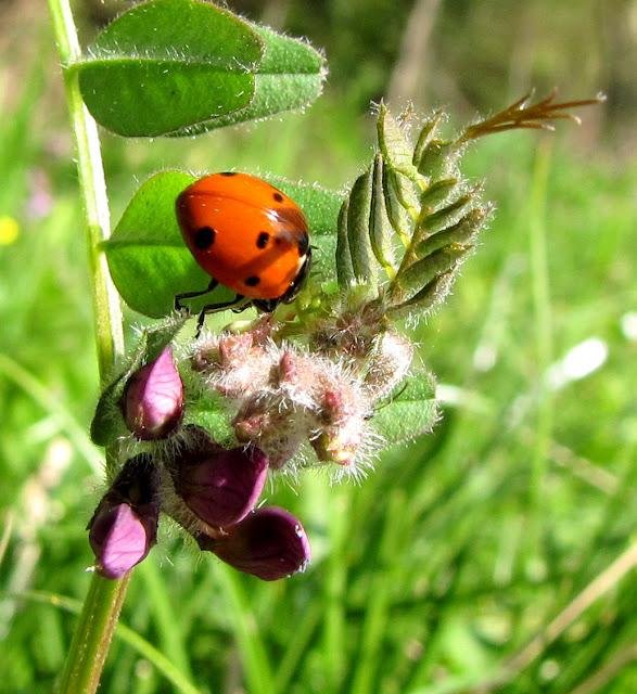 un jour d'Avril en Normandie