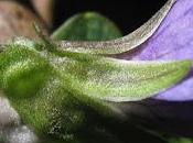 Nouvelle Violette, nouvelle Pulmonaire Abeille coucou