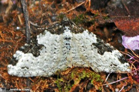 Phalène ondée • L’Incertaine • Xanthorhoe fluctuata