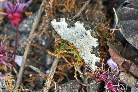 Phalène ondée • L’Incertaine • Xanthorhoe fluctuata