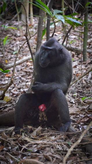 Macaque noir... et rose (Parc National de Tangkoko, Sulawesi Nord, Indonésie)