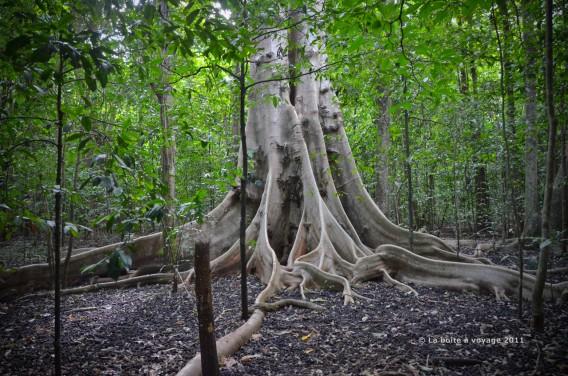Ficus (Parc National de Tangkoko, Sulawesi Nord, Indonésie)