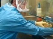 SUPERVIRUS H5N1: L’Agence américaine Biosécurité laisse publier études NSABB Science Insider