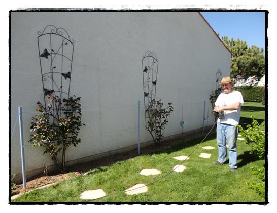 Nouveaux supports pour nos rosiers, 31 mars 2012