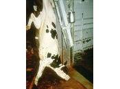 Souffrance animale détourner l'essentiel