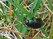 plus grand famille Chrysomelidés d'Europe...
