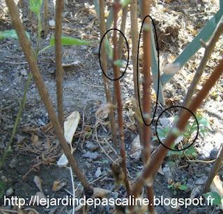 Boutures de lilas des indes....réussies !