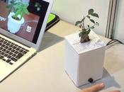 plante émotive Japon