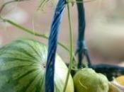 PERTE POIDS: régimes faible densité énergétique confirment leur efficacité Journal Academy Nutrition Dietetics