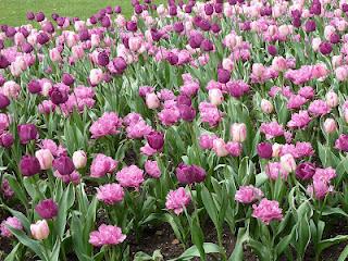 Un peu de printemps...