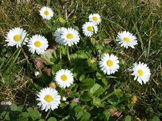 Un peu de printemps...