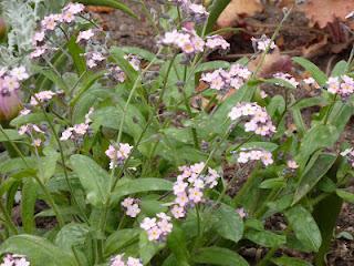 Un peu de printemps...