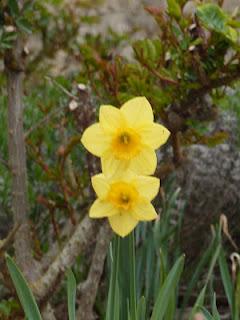 Un peu de printemps...