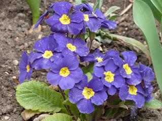 Un peu de printemps...