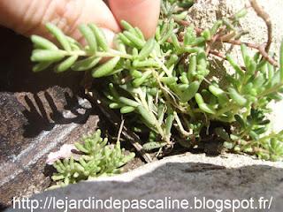 Bouturer les sedum