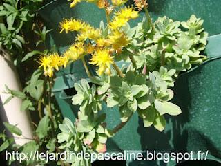 Bouturer les sedum