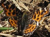 Carte géographique Bombyl