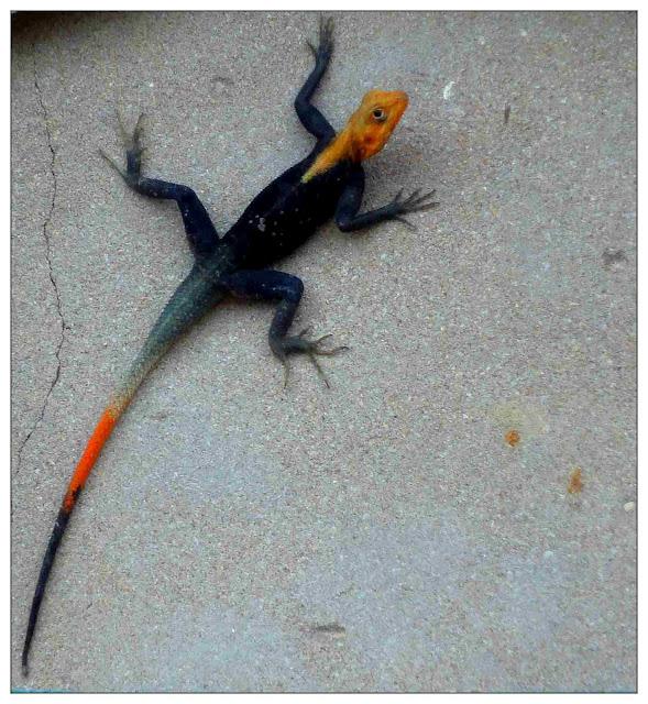 Les murs d'Awidaa, Akwidaa's walls