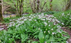 Recette de soupe à l'ail des ours