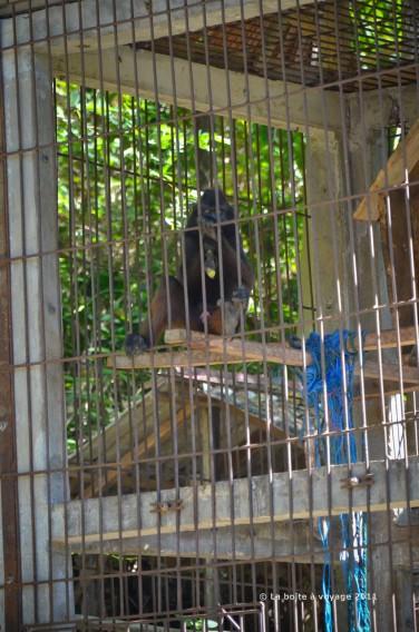 Macaque noir en cage au Pulisan Resort (Sulawesi Nord, Indonésie)