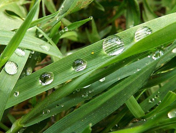 Gouttes de Pluie