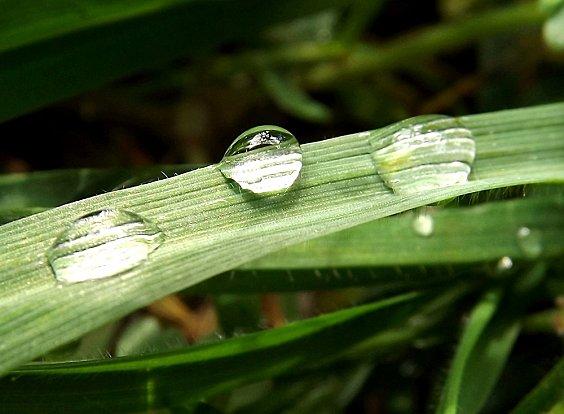 Gouttes de Pluie (2)