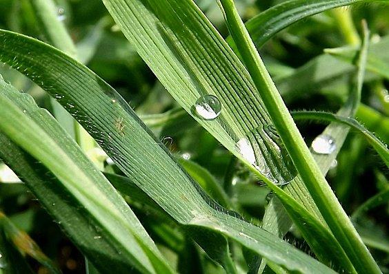Gouttes de Pluie (3)